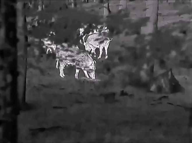 Kamera termowizyjna do widzenia w nocy: zastosowanie i dobór kamery na podczerwień do widzenia w nocy oraz monokularu termowizyjnego